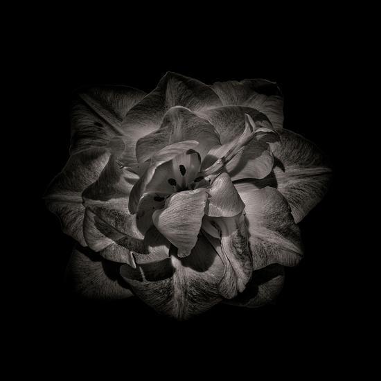 Photo, , large