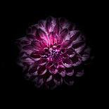 Purple Dahlia-Brian Carson-Photo