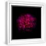 White Frame