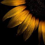 Sunflower Detail-Brian Carson-Laminated Photo