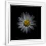 Gramercy White