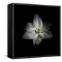 Canvas Black