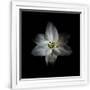 Gramercy White
