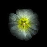 Black And White Begonia II-Brian Carson-Photo
