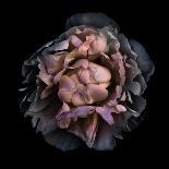 Black And White Peony I-Brian Carson-Photo