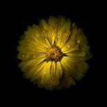 Yellow Daisy Mum-Brian Carson-Photo