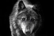 Wolf-Brian Dunne-Laminated Photographic Print