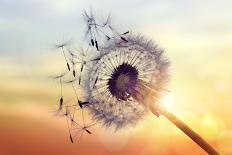 Dandelion Silhouette Against Sunset-Brian Jackson-Stretched Canvas