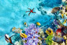 Wonderful and Beautiful Underwater World with Corals and Tropical Fish.-Brian Kinney-Framed Stretched Canvas