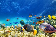 Wonderful and Beautiful Underwater World with Corals and Tropical Fish.-Brian Kinney-Photographic Print