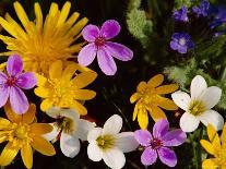 Mixed Spring Flowers Including Meadow Saxafrage and Celandine-Brian Lightfoot-Mounted Photographic Print