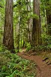 Hiking Trail I-Brian Moore-Framed Photographic Print