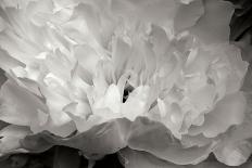 Macro Flower II-Brian Moore-Photographic Print