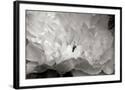 Chelsea Black