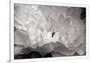 Gramercy White