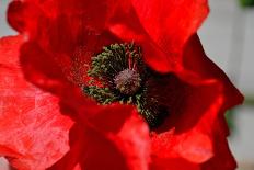 Red Poppy I-Brian Moore-Photographic Print