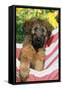 Briard Dog Puppy in Hammock-null-Framed Stretched Canvas