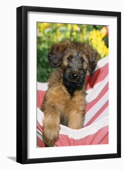 Briard Dog Puppy in Hammock-null-Framed Photographic Print