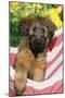 Briard Dog Puppy in Hammock-null-Mounted Photographic Print