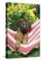 Briard Puppy in Hammock-null-Stretched Canvas