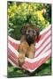 Briard Puppy in Hammock-null-Mounted Photographic Print