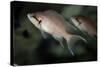 Brichardi Cichlid-null-Stretched Canvas