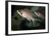 Brichardi Cichlid-null-Framed Photographic Print