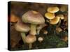 Brick Cap Mushrooms Amongst Mosses and Leaf Litter, Germany-Philippe Clement-Stretched Canvas