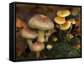 Brick Cap Mushrooms Amongst Mosses and Leaf Litter, Germany-Philippe Clement-Framed Stretched Canvas