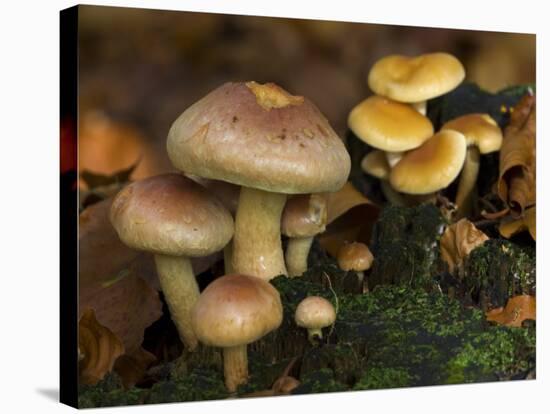 Brick Cap Mushrooms Amongst Mosses and Leaf Litter, Germany-Philippe Clement-Stretched Canvas