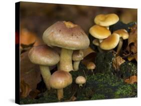 Brick Cap Mushrooms Amongst Mosses and Leaf Litter, Germany-Philippe Clement-Stretched Canvas