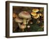 Brick Cap Mushrooms Amongst Mosses and Leaf Litter, Germany-Philippe Clement-Framed Photographic Print