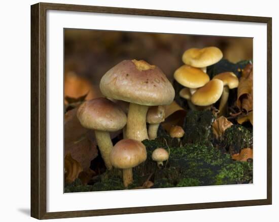 Brick Cap Mushrooms Amongst Mosses and Leaf Litter, Germany-Philippe Clement-Framed Photographic Print