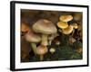 Brick Cap Mushrooms Amongst Mosses and Leaf Litter, Germany-Philippe Clement-Framed Photographic Print