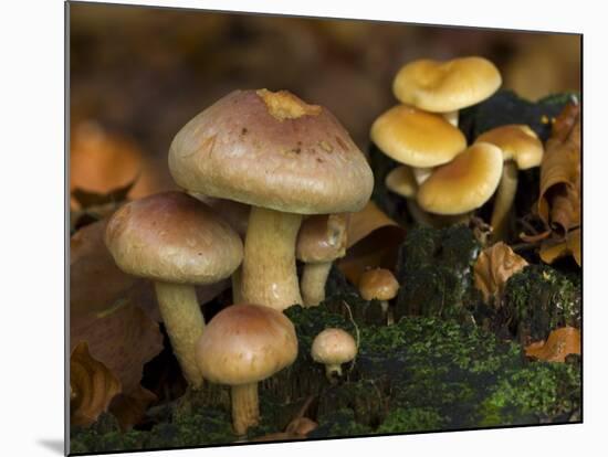 Brick Cap Mushrooms Amongst Mosses and Leaf Litter, Germany-Philippe Clement-Mounted Photographic Print