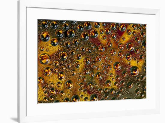 Brick Red and Orange Marigold reflected in dew drops-Darrell Gulin-Framed Photographic Print