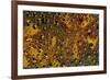 Brick Red and Orange Marigold reflected in dew drops-Darrell Gulin-Framed Photographic Print