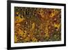 Brick Red and Orange Marigold reflected in dew drops-Darrell Gulin-Framed Photographic Print