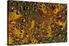 Brick Red and Orange Marigold reflected in dew drops-Darrell Gulin-Stretched Canvas