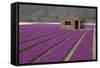Brick Shed in Growing Field of Hyacinths, Springtime Near Lisse Netherlands-Darrell Gulin-Framed Stretched Canvas