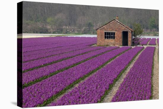 Brick Shed in Growing Field of Hyacinths, Springtime Near Lisse Netherlands-Darrell Gulin-Stretched Canvas