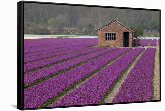 Brick Shed in Growing Field of Hyacinths, Springtime Near Lisse Netherlands-Darrell Gulin-Framed Stretched Canvas