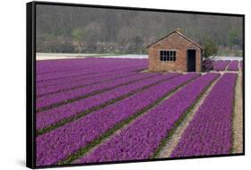 Brick Shed in Growing Field of Hyacinths, Springtime Near Lisse Netherlands-Darrell Gulin-Framed Stretched Canvas