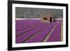 Brick Shed in Growing Field of Hyacinths, Springtime Near Lisse Netherlands-Darrell Gulin-Framed Photographic Print