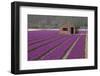 Brick Shed in Growing Field of Hyacinths, Springtime Near Lisse Netherlands-Darrell Gulin-Framed Photographic Print