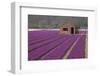 Brick Shed in Growing Field of Hyacinths, Springtime Near Lisse Netherlands-Darrell Gulin-Framed Photographic Print