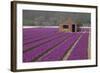 Brick Shed in Growing Field of Hyacinths, Springtime Near Lisse Netherlands-Darrell Gulin-Framed Photographic Print