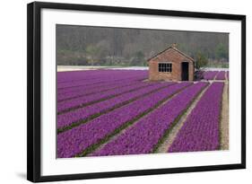 Brick Shed in Growing Field of Hyacinths, Springtime Near Lisse Netherlands-Darrell Gulin-Framed Photographic Print