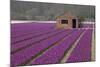 Brick Shed in Growing Field of Hyacinths, Springtime Near Lisse Netherlands-Darrell Gulin-Mounted Photographic Print