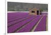 Brick Shed in Growing Field of Hyacinths, Springtime Near Lisse Netherlands-Darrell Gulin-Framed Photographic Print